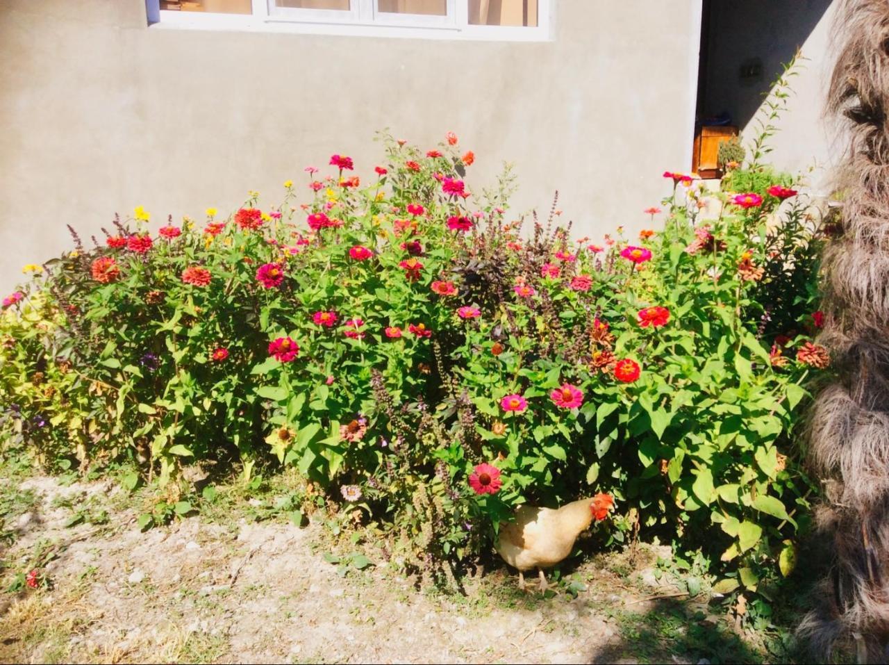 House On Ashiq Cuma Street 8 Bed & Breakfast Şǝki Bagian luar foto